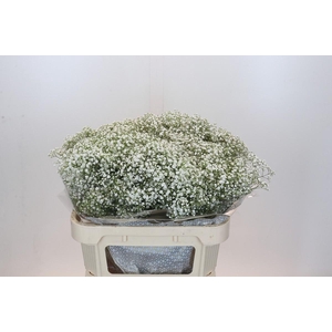 Gyps Zinzi Discovery