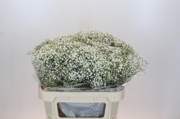 <h4>Gyps Zinzi Discovery</h4>