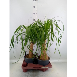 Beaucarnea recurvata