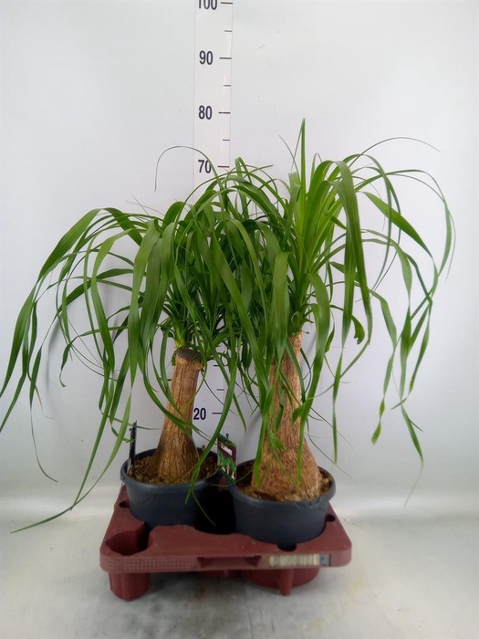 <h4>Beaucarnea recurvata</h4>