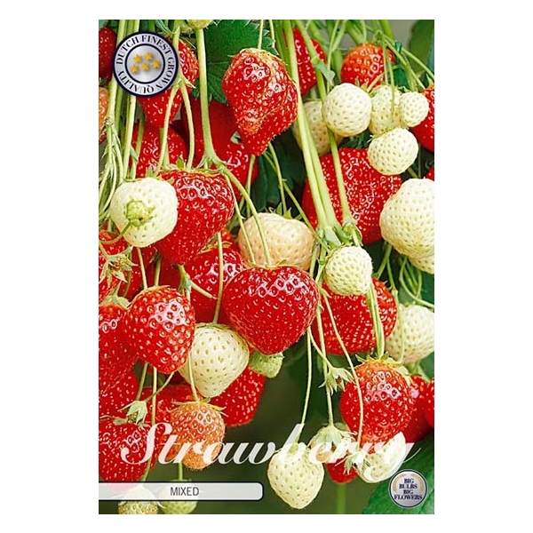 <h4>Strawberry Mixed x5</h4>