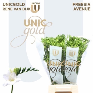 FREESIA ENK AVENUE 24 GR.
