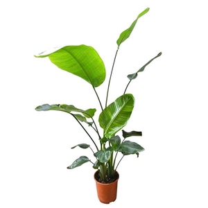 Strelitzia Nicolai 27 cm