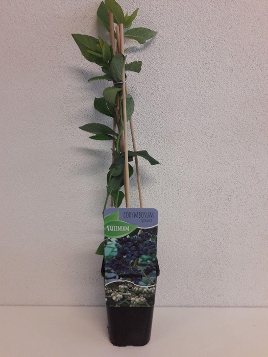 <h4>Vaccinium corymbosum 'Bluegold'</h4>
