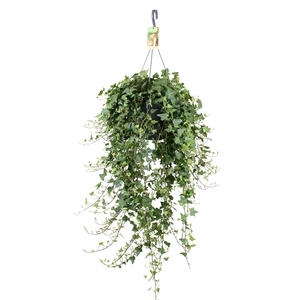 Hedera helix Anna - hang/XXL