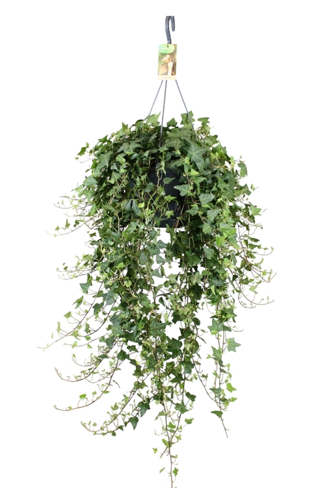 <h4>Hedera helix Anna - hang/XXL</h4>