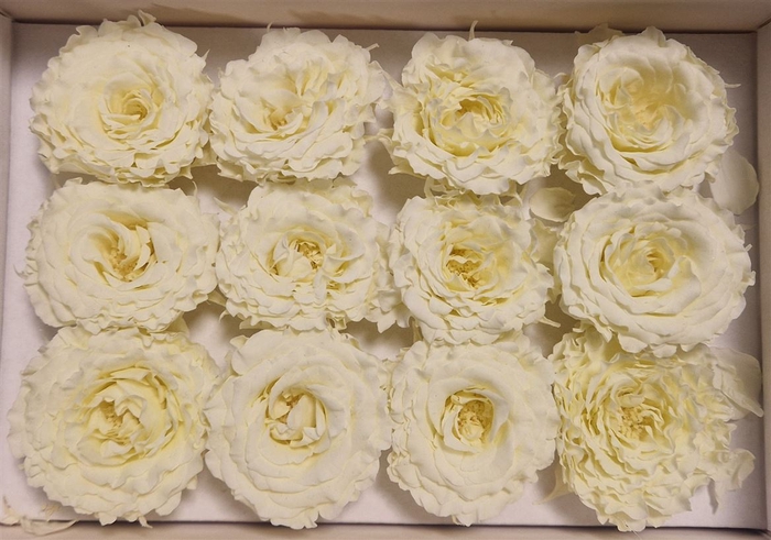 Ro Pres Rom Mini Creme