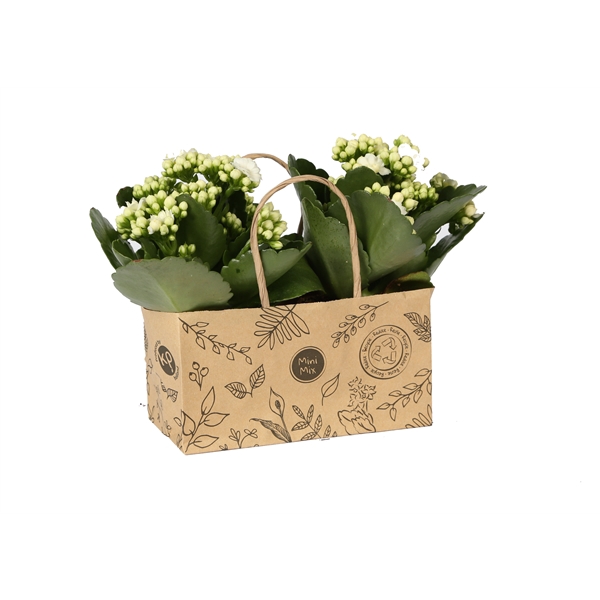 <h4>KP-825.3 - Kalanchoe Rosalina 7cm in duo kraft tas</h4>