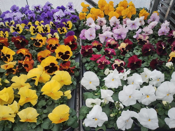 <h4>VIO WI DELTA MIXK</h4>