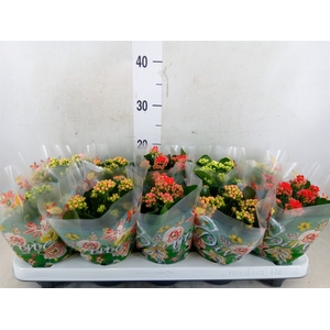 Kalanchoe blos. 'Perfecta'  ..mix 4