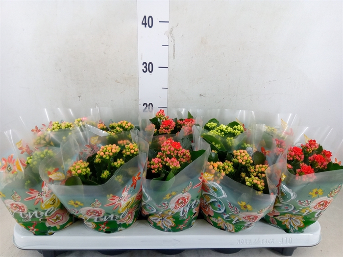 <h4>Kalanchoe blos. 'Perfecta'  ..mix 4</h4>
