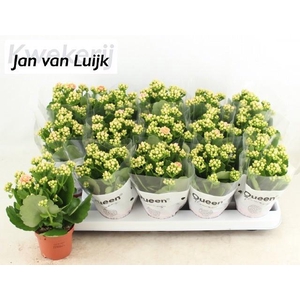 KALAN CALAN LUIJK CLARAQ2 P9