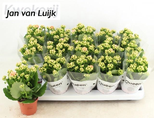<h4>KALAN CALAN LUIJK CLARAQ2 P9</h4>