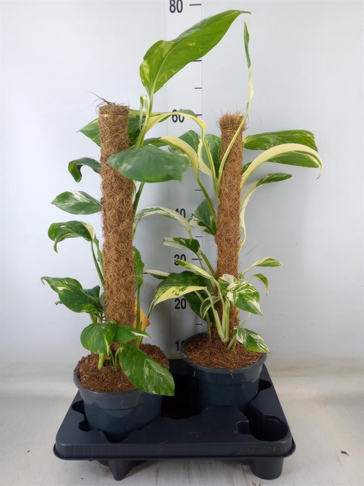 <h4>Monstera   ...</h4>