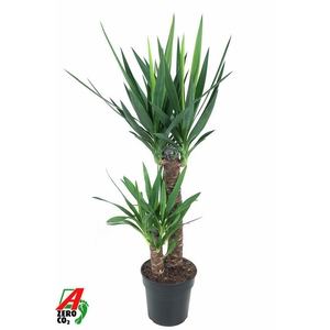 Yucca 60-30