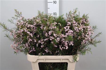 <h4>Chame Un Danc Queen</h4>