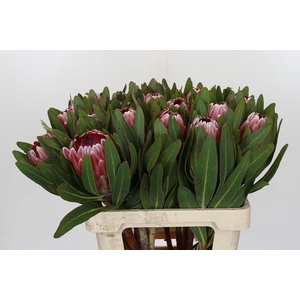 Protea Pink Ice