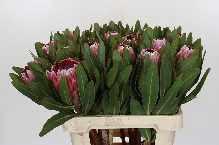 <h4>Protea Pink Ice</h4>