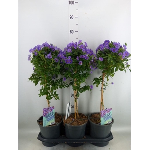 Lycianthes ran. 'Blue Fountain'