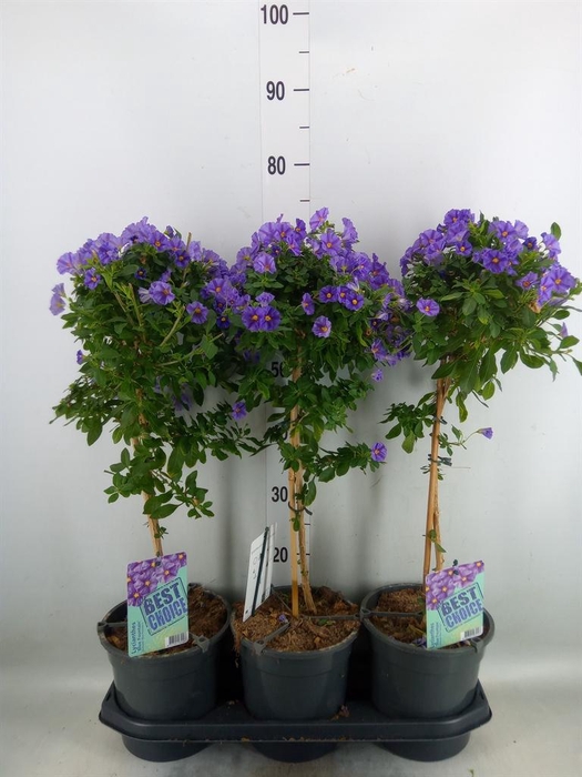 <h4>Lycianthes ran. 'Blue Fountain'</h4>