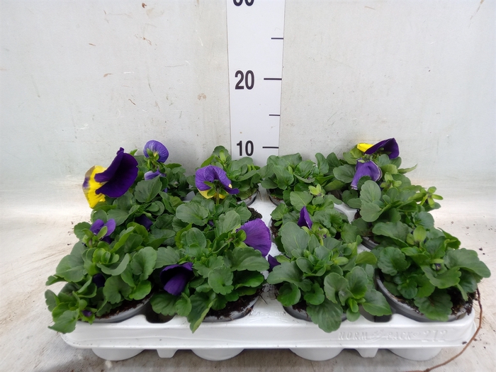 <h4>Viola wr. 'Evo Yellow Duet'</h4>