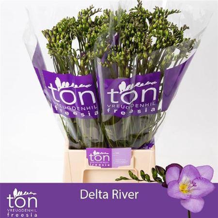 <h4>Fr En Delta River Blue</h4>