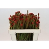 Kaaps Groen Tortum Red