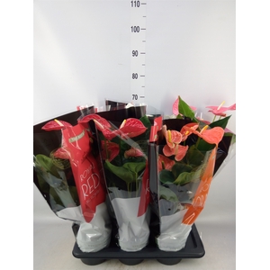 Anthurium   ...mix