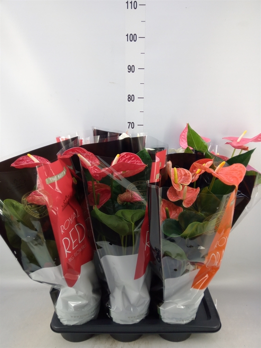 <h4>Anthurium   ...mix</h4>