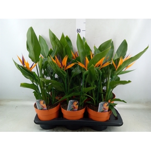 Arr.  Strelitzia L%