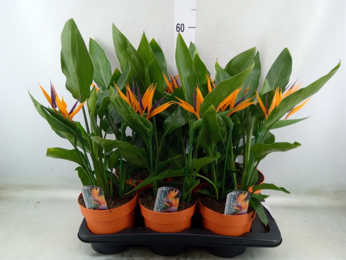 <h4>Arr.  Strelitzia L%</h4>