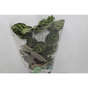 CALATHEA MAKOYAMA P17