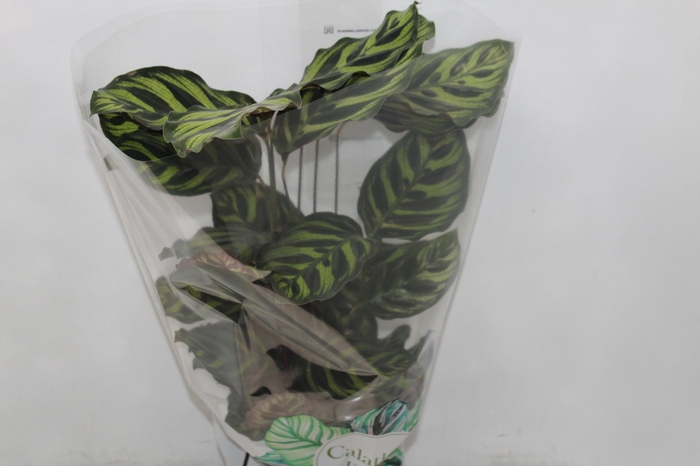 <h4>CALATHEA MAKOYAMA P17</h4>