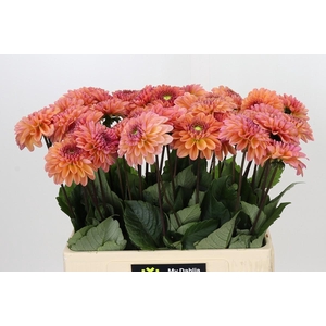 Dahlia Dalmuti Cavalier