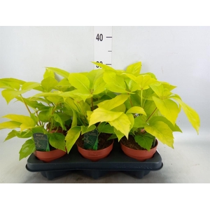 Schefflera actin.
