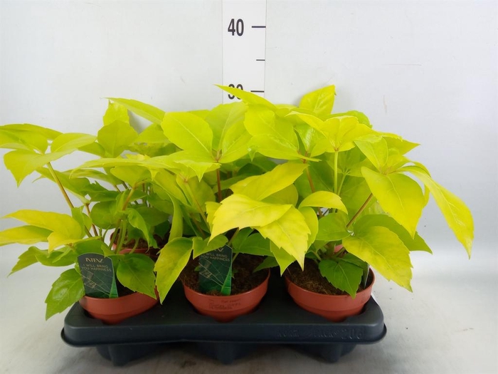 <h4>Schefflera actin.</h4>