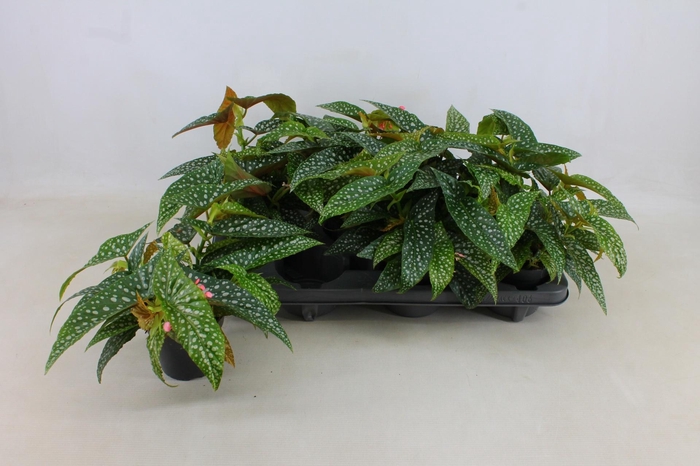 <h4>BEG DOUBLE DOT</h4>