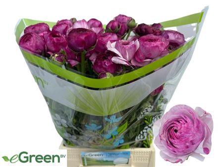 <h4>Ran Am Purple Jean</h4>