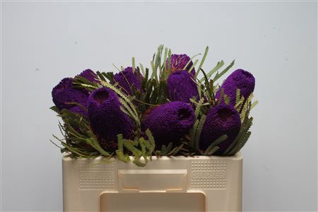 <h4>Banksia Hookeriana Purple</h4>