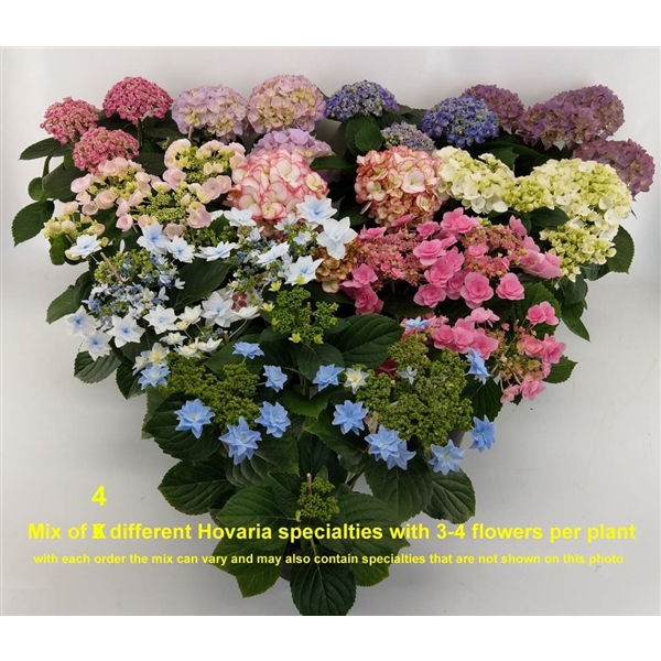 <h4>Hydrangea Hovaria Mix 3-4</h4>