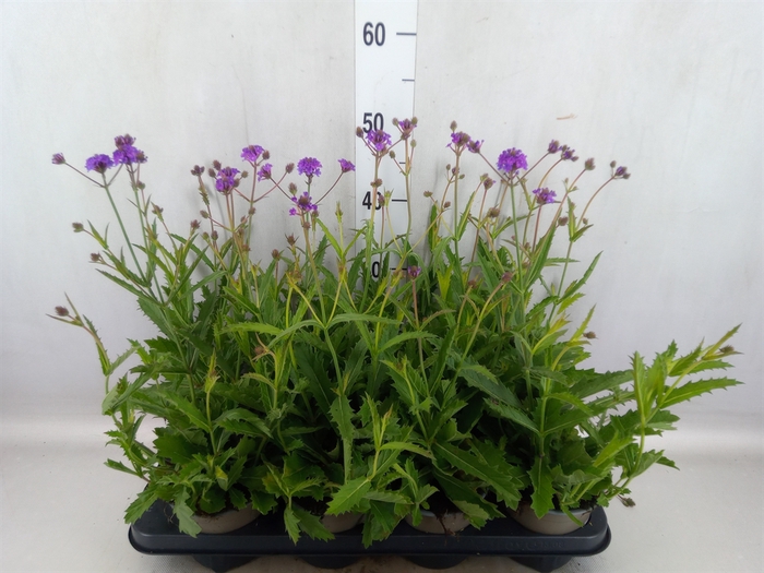 Verbena rigida