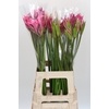Nerine Mix