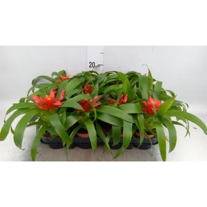 Guzmania  'Tempo'