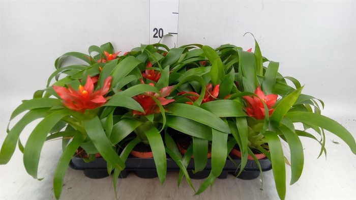 <h4>Guzmania  'Tempo'</h4>