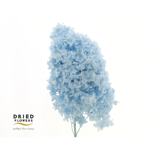 Dried Bleached Hydrangea Tower Light Blue XXL