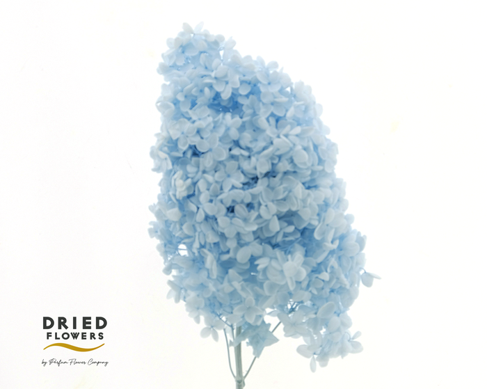 <h4>Dried Bleached Hydrangea Tower Light Blue XXL</h4>