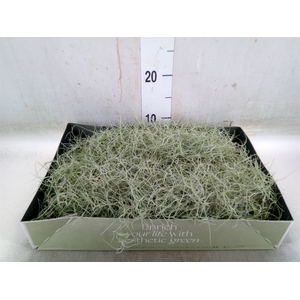Tillandsia usneoides