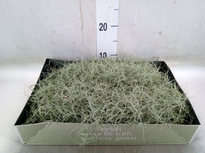 <h4>Tillandsia usneoides</h4>