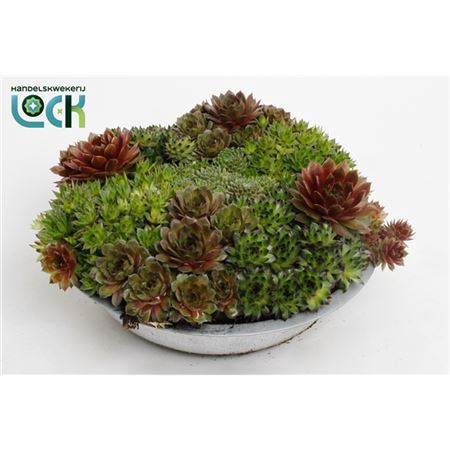 <h4>Sempervivum Mix In Zinken Schaal</h4>