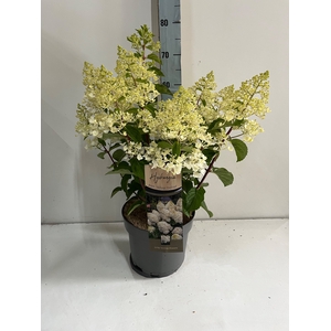 HYDR PANICULATA